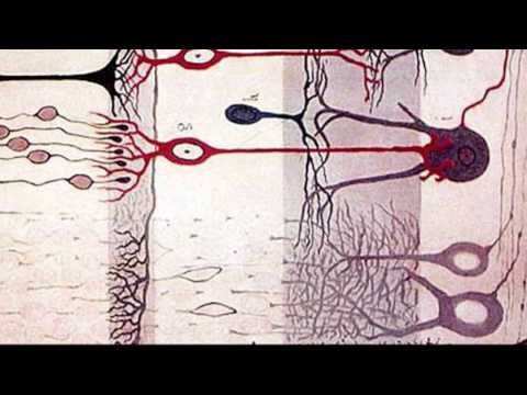 A brief history of the brain