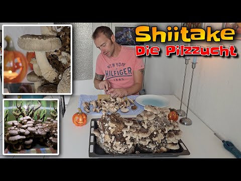 Growing your own shiitake mushrooms