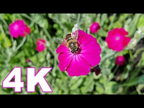 Top 200 Most Beautiful Flowers in The World 💕 4K Video (2017)
