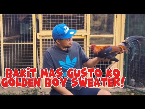 GOLDEN BOY  SWEATERS  NG RED GAMEFARM mas paborito gamitin!! Kwentong backyard alamin!!