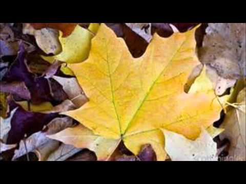 Scott Joplin- Maple Leaf Rag- Marco Fumo, Piano