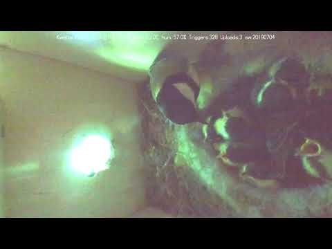 Het is vollop lente in het slimme vogelhuisje de Kwetterkast