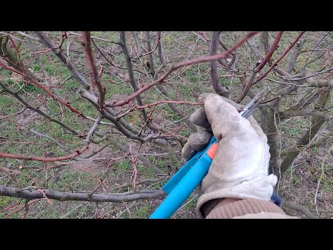 Cięcie zimowe wieloletnich śliw