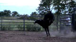 937 2yr old bucking Bull, Ferguson Bucking Bulls