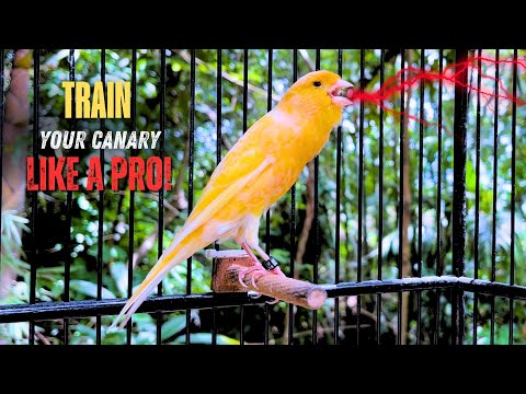 Your Canary Will Sing Immediately - Canary Singing Lessons