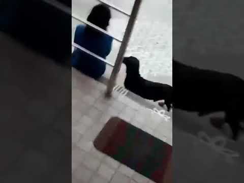 I love dogs @saisha chennal