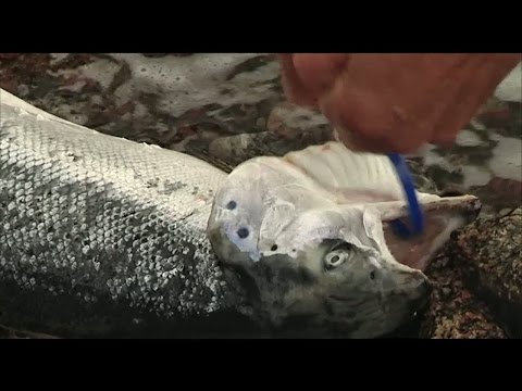 Svenska laxar mångdubbelt fler än tidigare - Nyheterna (TV4)