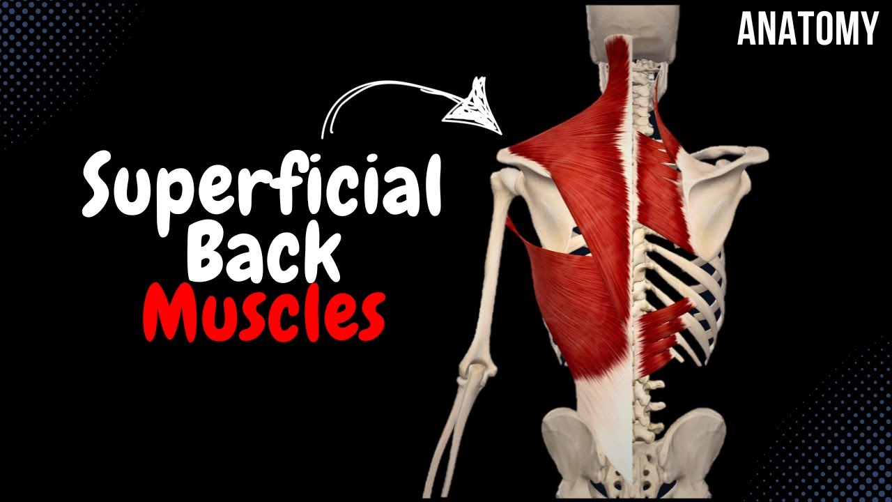 Superficial Back Muscles (Division, Origin, Insertion, Function)
