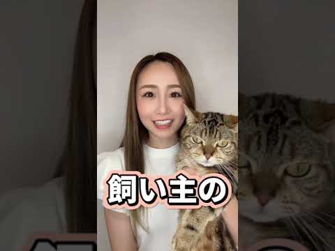 太りすぎた猫:猫の肥満についてはどうすればよいでしょうか?