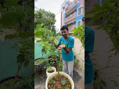 First harvest of mulberries 🫐