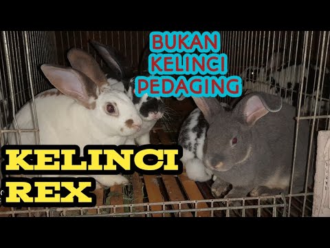 , title : 'KELINCI REX BUKAN PEDAGING...'