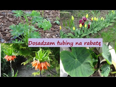 Obsadzam rabatę łubinami. Kwiecień. |Ogród Jadzi #87