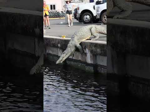 Original Dinosaur Drop! Huge Crocodile Jumps Off Marina Wall