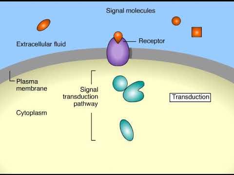 Cell Signaling Overview Animation