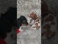 Miniature Dachshund dogs for sale: Charlie - Video 1