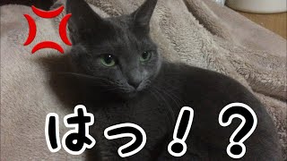 ずんぐりむっくりだね！って言ったら殺されかけました！
