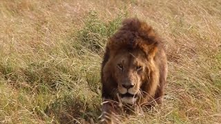 Masai Mara Highlights