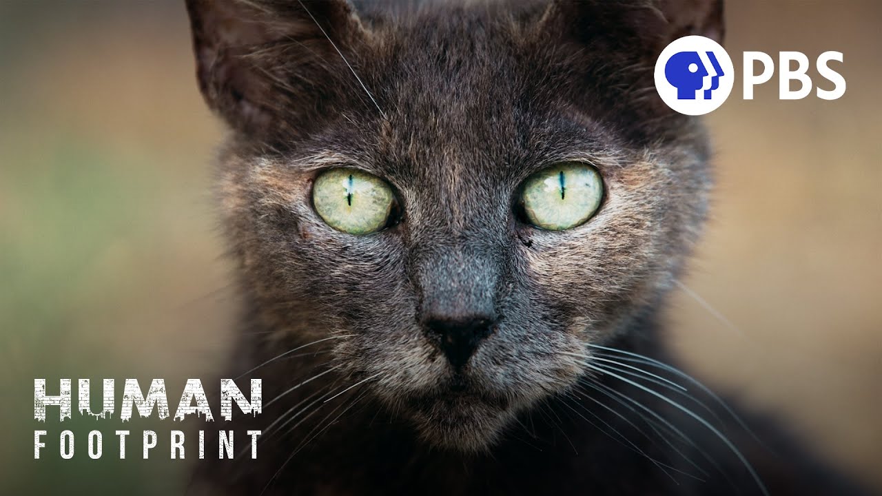 Your Cat’s Secret Life (as a Deadly Predator) 🐈