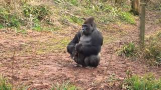 preview picture of video 'Western Lowland Gorilla at Paignton Zoo - 2012/03/10'