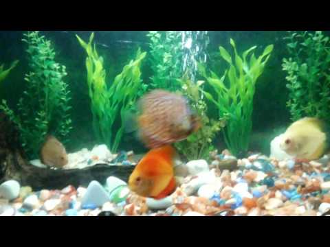 3 inch Discus in a 3 foot tank