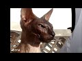 Peterbald - Peterbald - Merkaba