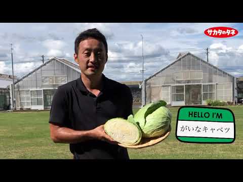 園芸 観賞用キャベツ