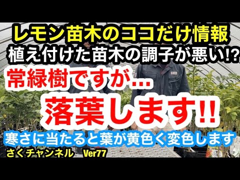 オレンジの木はどのくらいの温度に耐えることができますか?凍っていますか？冬に凍ってしまった場合の復活方法は？  庭園