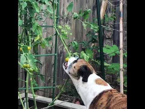 download lagu mp3 mp4 Can Boxers Eat Tomatoes, download lagu Can Boxers Eat Tomatoes gratis, unduh video klip Can Boxers Eat Tomatoes