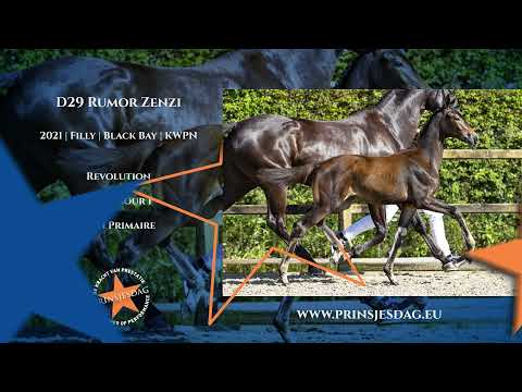 D29 Rumor Zenzi (Revolution x San Amour x Don Primaire)