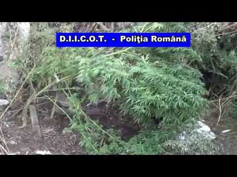 Cultură de cannabis într-o gospodărie din Slobozia Conachi