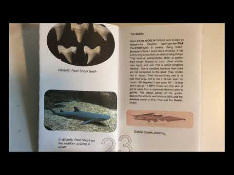 Goblin Shark vs  Whitetip Reef Shark by Wyatt