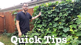 How to Grow a Luffa Plant