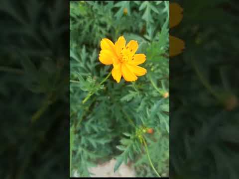 Sundar Sajira Shravan Aala