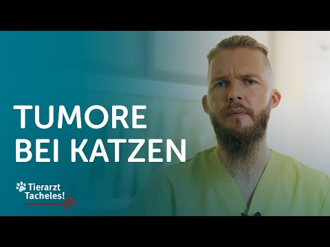 Der Horror! Tumore bei Katzen | Tierarzt Tacheles mit Sebastian Goßmann-Jonigkeit | ZooRoyal