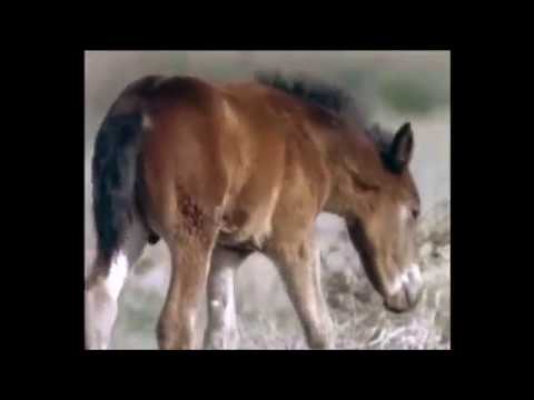 Doğada Atlar Bölüm 2[Türkçe Belgesel] wild wild of animals