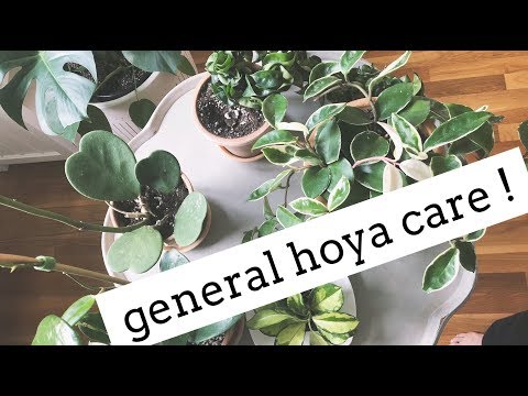 download lagu mp3 mp4 Hoya Carnosa Pink Leaves, download lagu Hoya Carnosa Pink Leaves gratis, unduh video klip Hoya Carnosa Pink Leaves