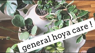 hoya plant care tips! | easy care house plants