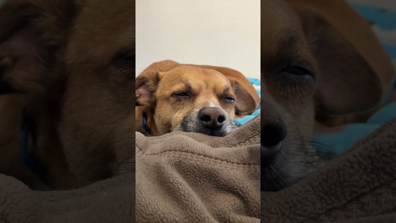 Enlarge Oscar, an adoptable mixed breed in Scottsdale, AZ video 2/6