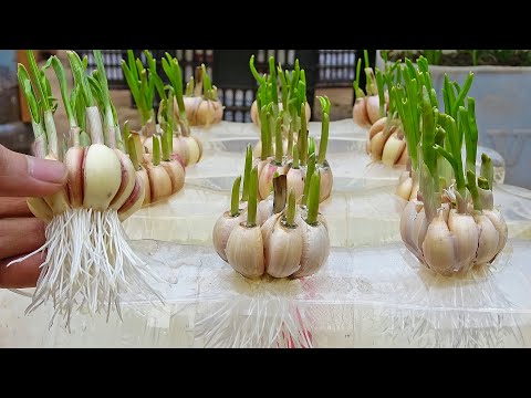 , title : 'Tips to grow garlic in water bottles, get lots of roots and quickly harvest'
