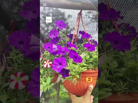 Petunia Surfinia Rubina Scarlet. #feedshorts #surfinarubina #thefarmke