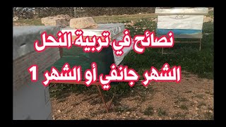 نصائح وارشادات تربية النحل الشهر جانفي او الشهر واحد من سنة 2026
