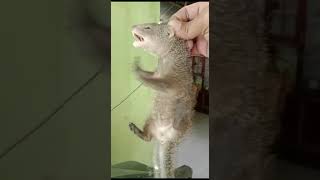 Download lagu Kuman Jahat, Pergilah | Kebiasaan Baik Anak | Kucing Lucu | Lagu Anak | BabyBus Bahasa Indonesia mp3