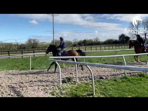 Betty Brown is full of sass this morning. Shares are still available in this lovely filly!