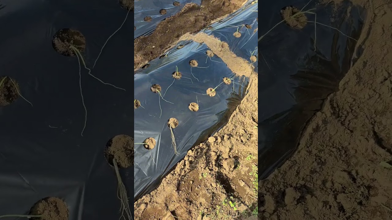 だーしま農園🥦玉ねぎを植えるぞ！