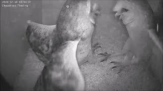 Streit oder der Beginn der Balz ?