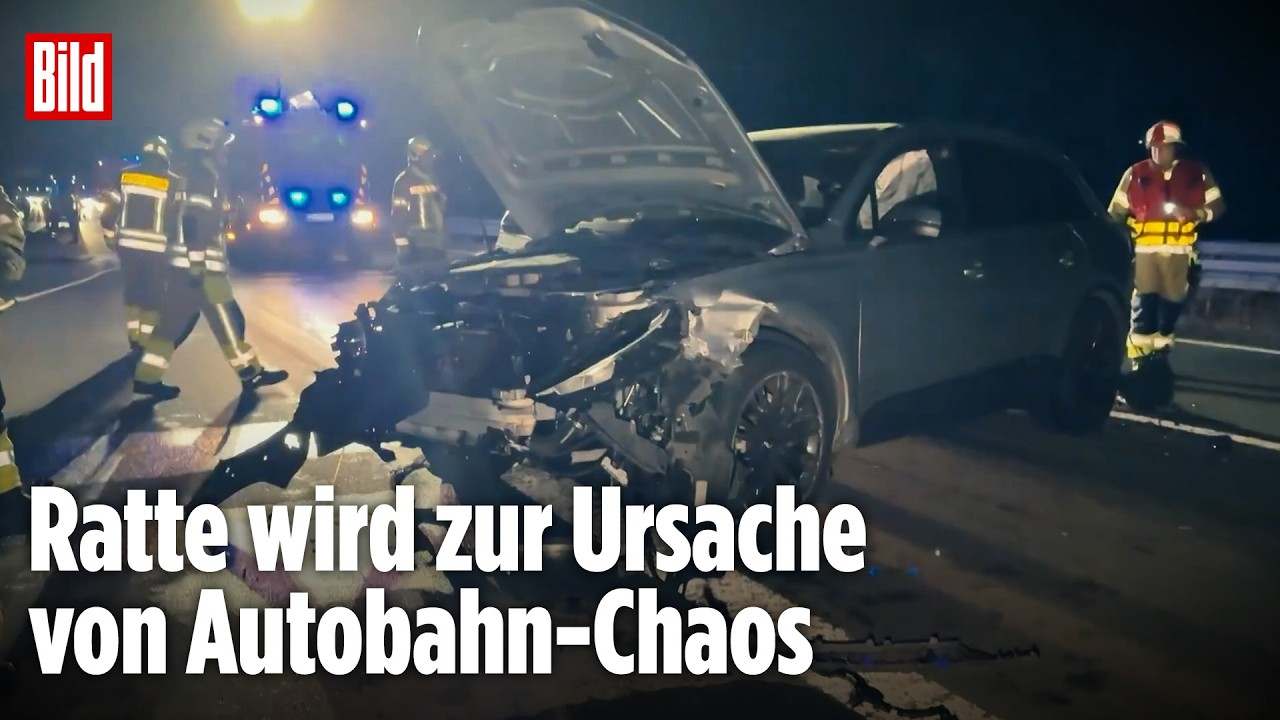Alles wegen einer Ratte!: Kuriose Unfall-Kette legt A31 lahm