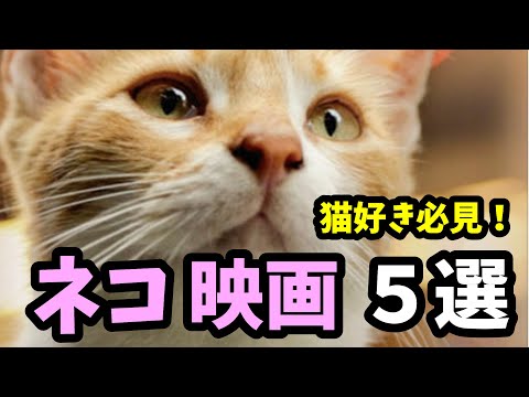 有名な映画猫 10 匹 - 名前と映画