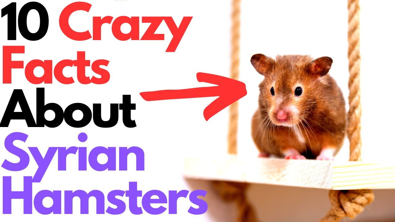 10 Facts About Syrian Hamsters That You Should Know!