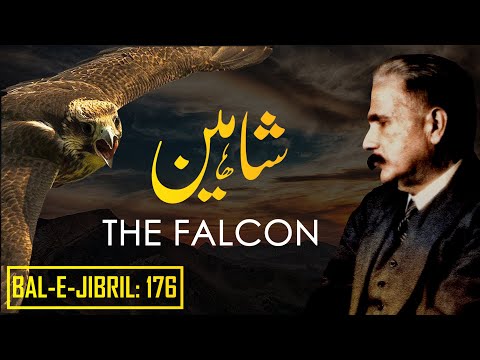 Bal-e-Jibril: 176 | The Falcon | Shaheen | Allama Iqbal | Iqbaliyat | AadhiBaat