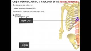 Abdominal Muscles | Origins, Insertions, Innervations, Actions